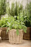 Salvia officinalis (Echte salie) - afbeelding 35