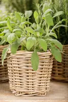 Salvia officinalis (Echte salie) - afbeelding 36