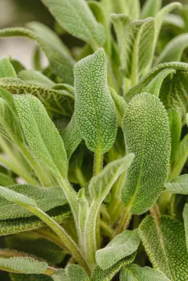 Salvia officinalis (Echte salie) - afbeelding 38