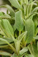 Salvia officinalis (Echte salie) - afbeelding 38