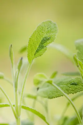 Salvia officinalis (Echte salie) - afbeelding 40