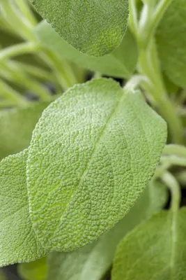 Salvia officinalis (Echte salie) - afbeelding 46