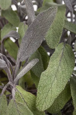 Salvia officinalis (Echte salie) - afbeelding 51