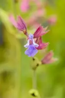 Salvia officinalis (Echte salie) - afbeelding 59