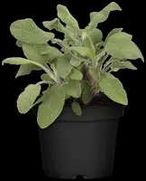 Salvia officinalis (Echte salie) - afbeelding 27