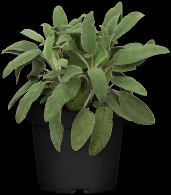 Salvia officinalis (Echte salie) - afbeelding 15