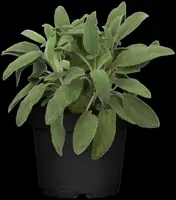 Salvia officinalis (Echte salie) - afbeelding 15