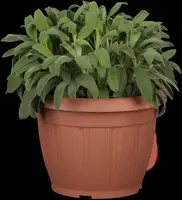 Salvia officinalis (Echte salie) - afbeelding 5