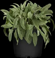 Salvia officinalis (Echte salie) - afbeelding 6