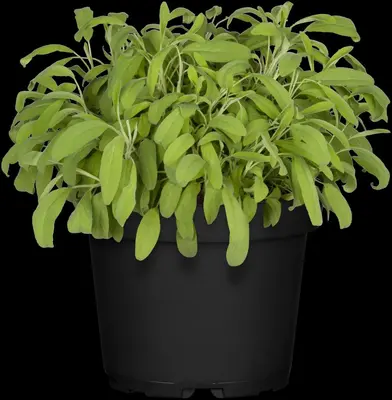 Salvia officinalis (Echte salie) - afbeelding 52