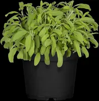 Salvia officinalis (Echte salie) - afbeelding 52