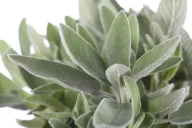 Salvia officinalis (Echte salie) - afbeelding 1