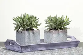 Salvia officinalis (Echte salie) - afbeelding 2