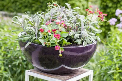 Salvia officinalis (Echte salie) - afbeelding 12