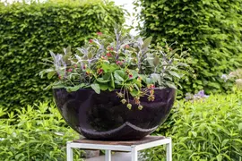 Salvia officinalis (Echte salie) - afbeelding 13