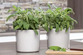 Salvia officinalis (Echte salie) - afbeelding 17