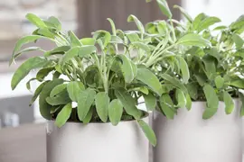 Salvia officinalis (Echte salie) - afbeelding 18