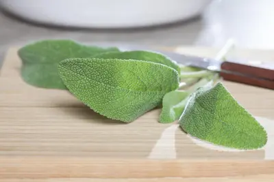 Salvia officinalis (Echte salie) - afbeelding 23