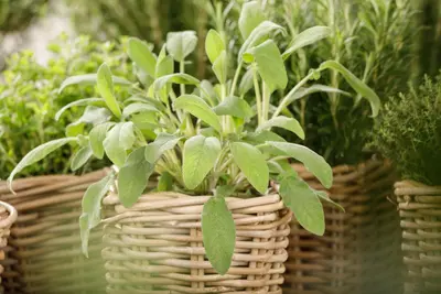 Salvia officinalis (Echte salie) - afbeelding 30