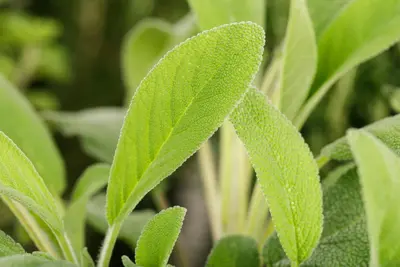 Salvia officinalis (Echte salie) - afbeelding 31