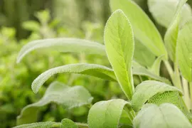 Salvia officinalis (Echte salie) - afbeelding 37