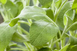 Salvia officinalis (Echte salie) - afbeelding 45