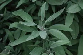 Salvia officinalis (Echte salie) - afbeelding 48