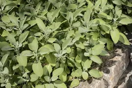 Salvia officinalis (Echte salie) - afbeelding 55