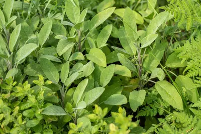Salvia officinalis (Echte salie) - afbeelding 56