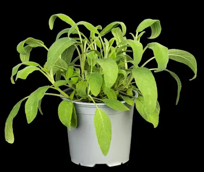 Salvia officinalis (Echte salie) - afbeelding 57