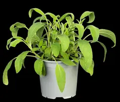 Salvia officinalis (Echte salie) - afbeelding 57