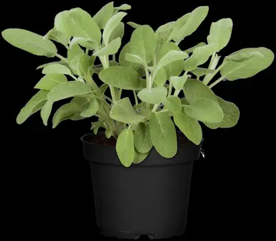 Salvia officinalis (Echte salie) - afbeelding 29
