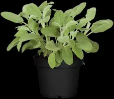 Salvia officinalis (Echte salie) - afbeelding 29