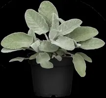 Salvia officinalis (Echte salie) - afbeelding 43