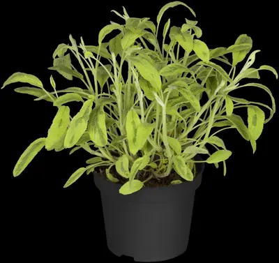 Salvia officinalis (Echte salie) - afbeelding 50