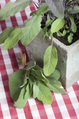 Salvia officinalis (Echte salie) - afbeelding 11