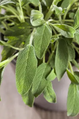 Salvia officinalis (Echte salie) - afbeelding 21