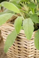 Salvia officinalis (Echte salie) - afbeelding 34