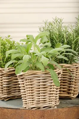 Salvia officinalis (Echte salie) - afbeelding 35