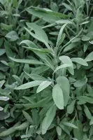 Salvia officinalis (Echte salie) - afbeelding 48