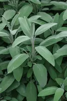 Salvia officinalis (Echte salie) - afbeelding 50
