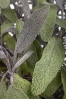 Salvia officinalis (Echte salie) - afbeelding 52