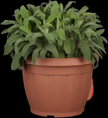 Salvia officinalis (Echte salie) - afbeelding 6