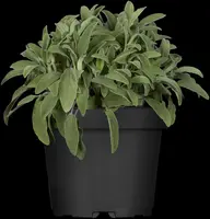 Salvia officinalis (Echte salie) - afbeelding 5