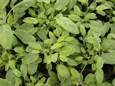 Salvia officinalis 'Icterina' (Salie 'Icterina') - afbeelding 1