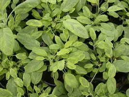 Salvia officinalis 'Icterina' (Salie 'Icterina') - afbeelding 1