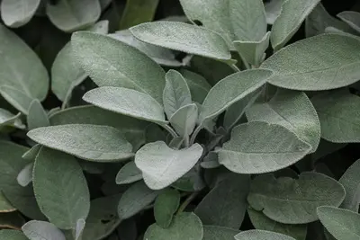 Salvia officinalis 'Maxima' (Echte salie 'Maxima') - afbeelding 1
