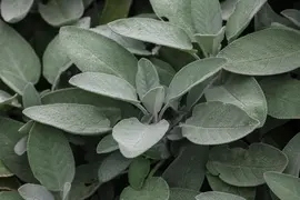 Salvia officinalis 'Maxima' (Echte salie 'Maxima') - afbeelding 1