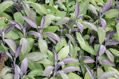 Salvia officinalis 'Purpurascens' (Roodbladige Salie) 15cm - afbeelding 6