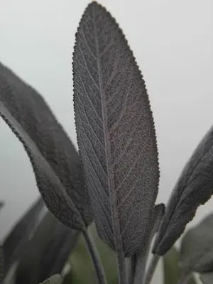 Salvia officinalis 'Purpurascens' (Roodbladige Salie) 15cm - afbeelding 3